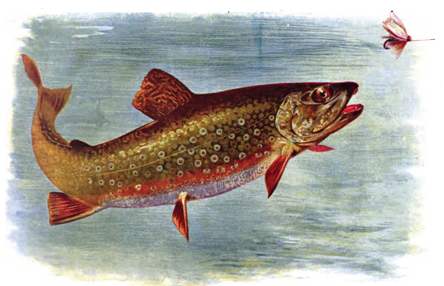 Brook Trout American Fishes